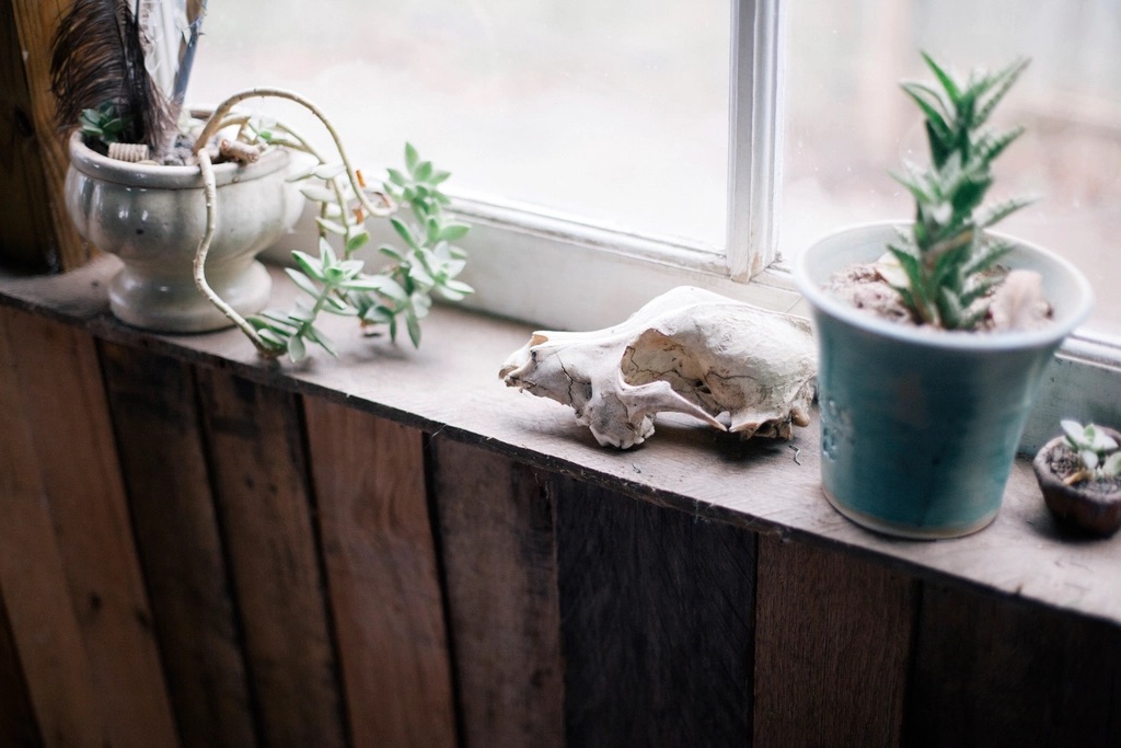 A windowsill with trailing succulents, a pale animal skull and a potted aloe-like plant