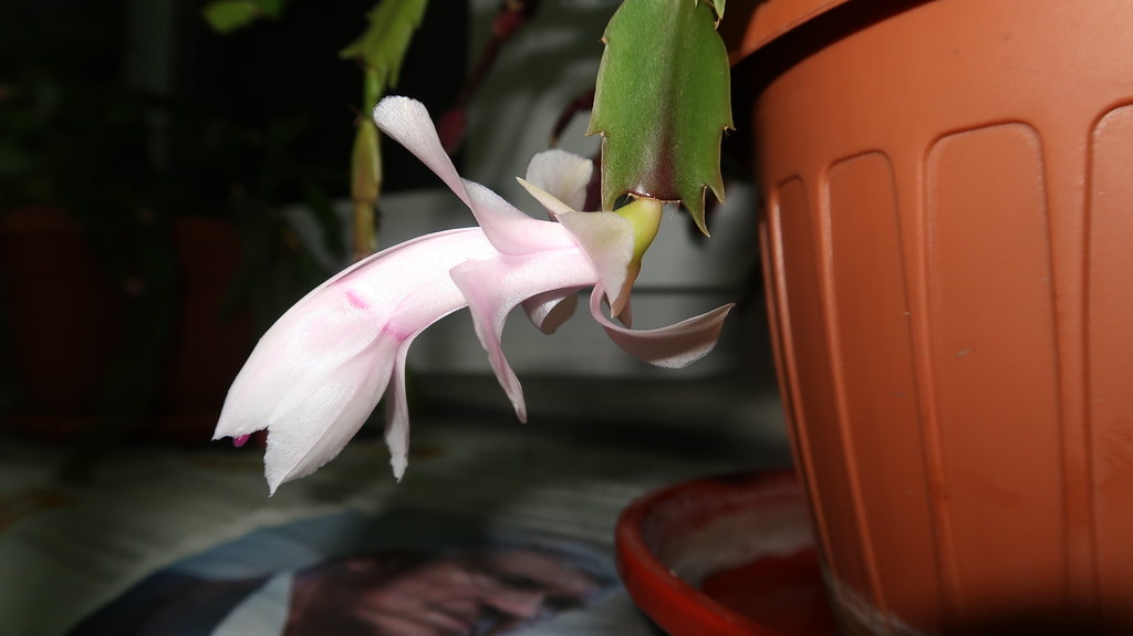 A pale pink holiday cactus flower opening beside a terracotta pot