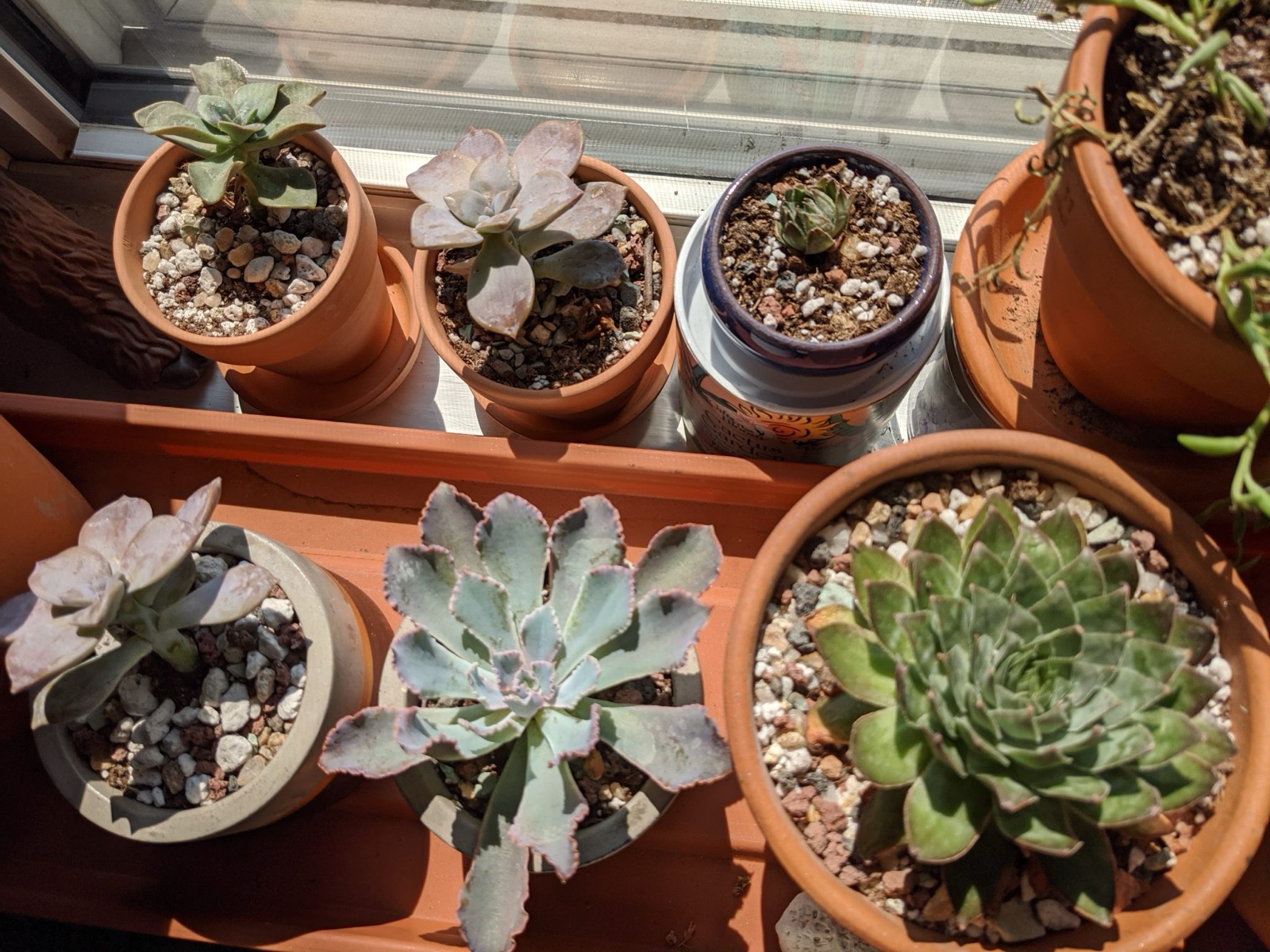 Potted succulents lined up on a sunny windowsill